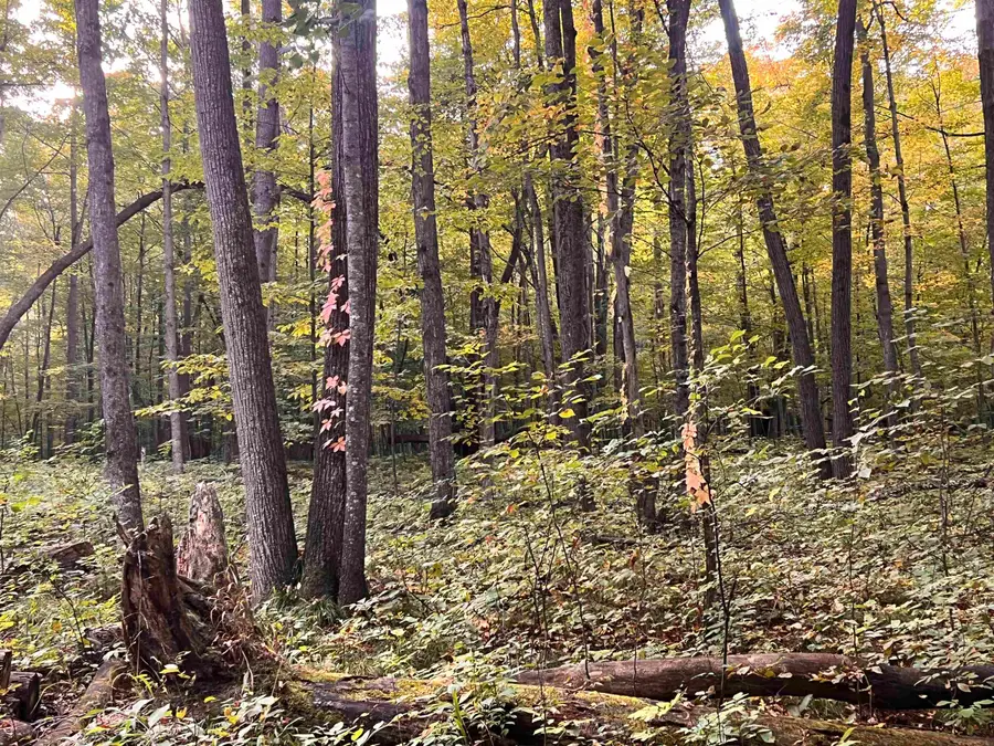 Lot 71 Birch View, Bellaire, MI 49650 - #3