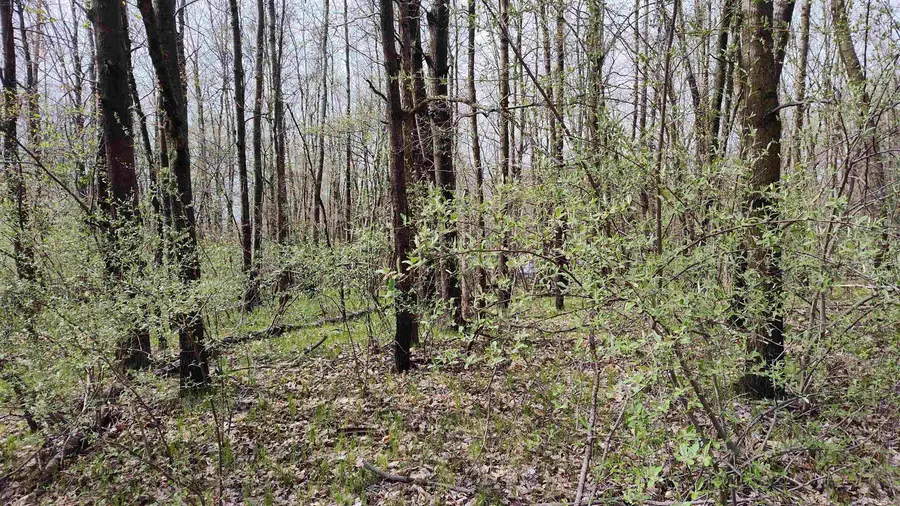 1150 Queensway, Lake Isabella, MI 48893 - Image #3