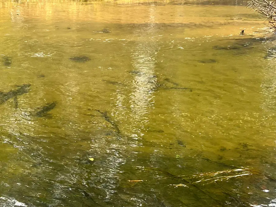 6051 Manistee River, Frederic, MI 49733 - #3