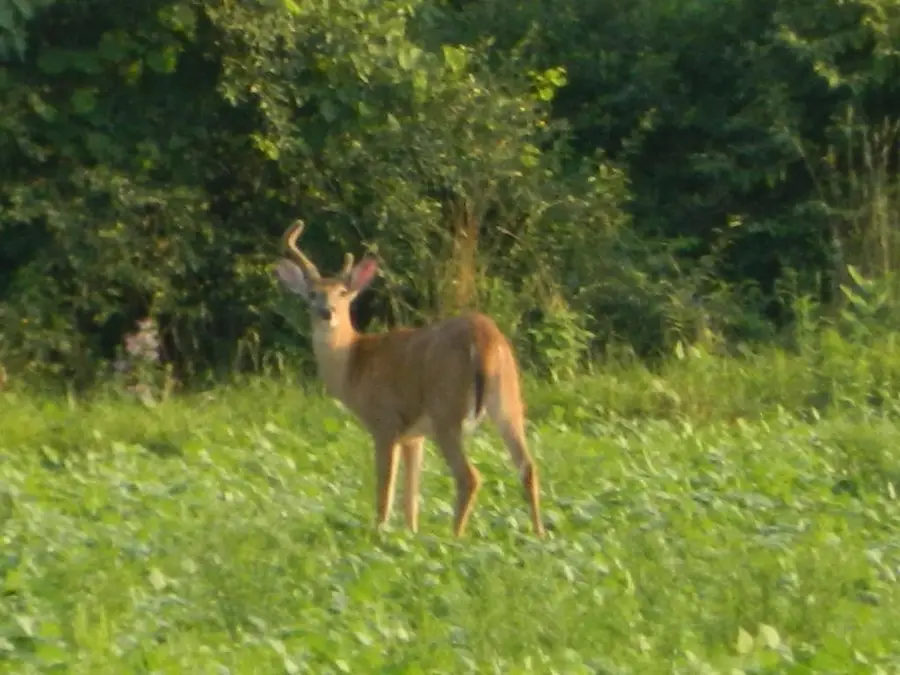 5651 E Haskell Lake, Harrison, MI 48625 - #3