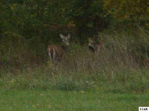 1014 Saw Mill, Adrian, MI 49221 - #2