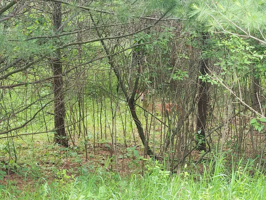 Lot 19 Huntington, Gladwin, MI 48624 - Image #2