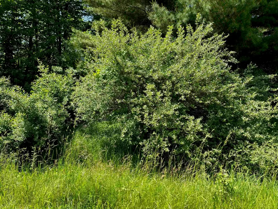 Lot 158 Wellington, Gladwin, MI 48624 - Image #2