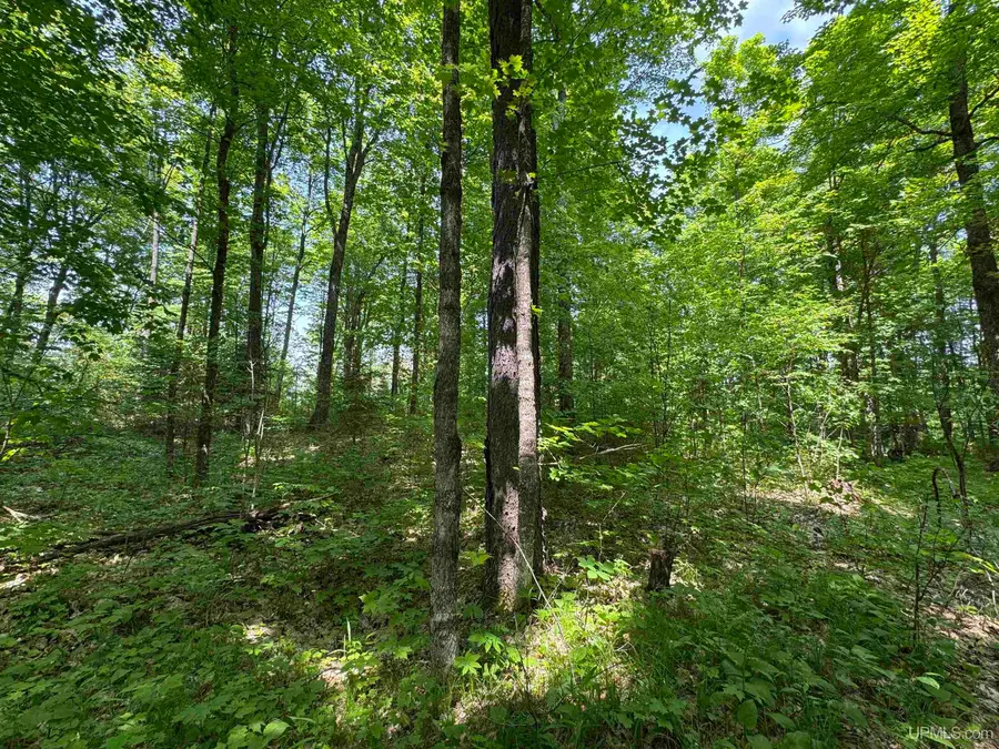 160 Acres Mead Logging, Crystal Falls, MI 49920 - Image #3