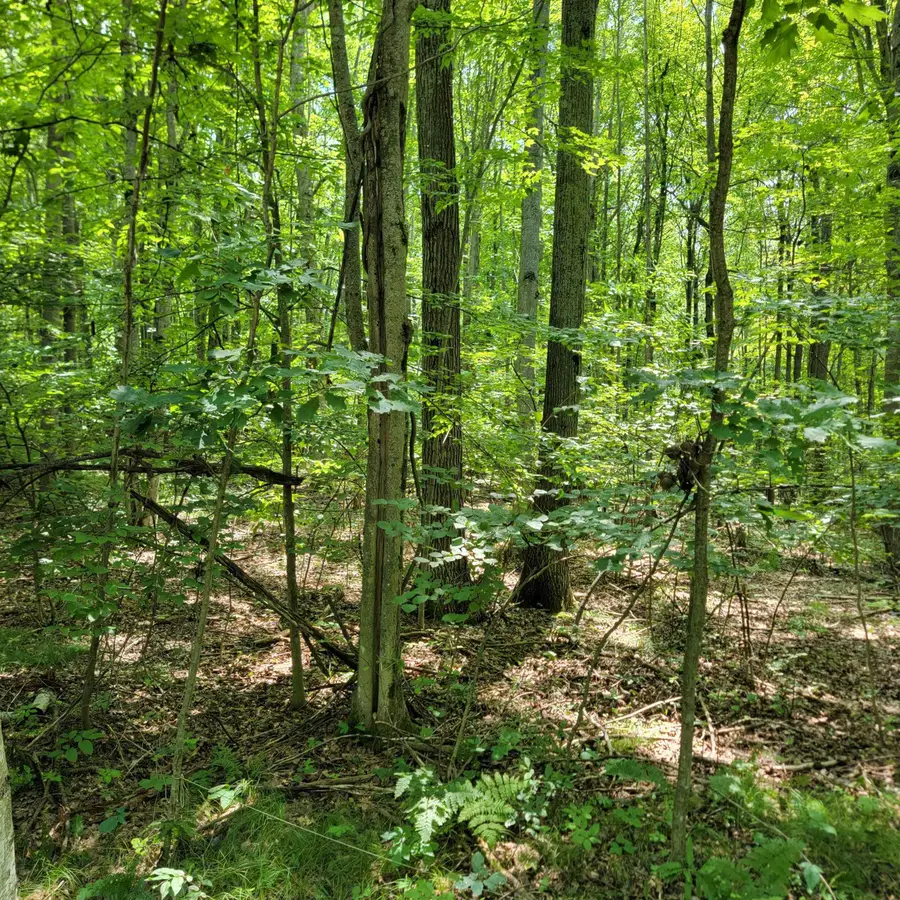 Lot 1314 Spruce Hill, Farwell, MI 48622 - Image #2