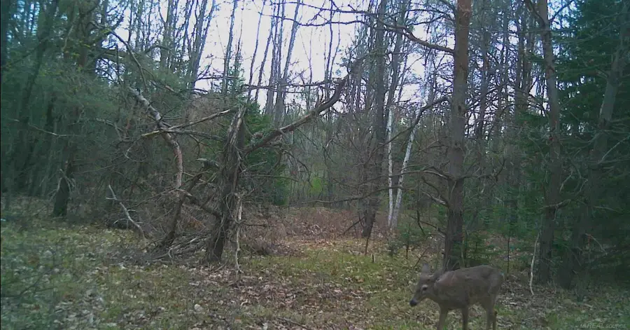 2370 S Coville, Mikado, MI 48745 - #2