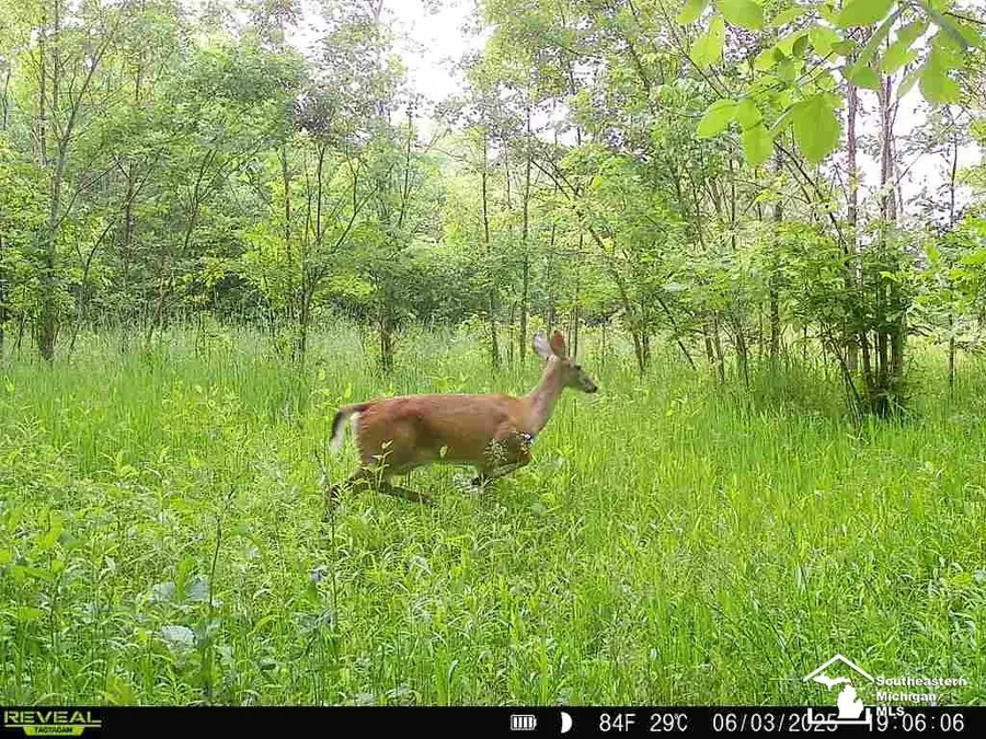 5901 Milan Oakville, Milan, MI 48160 - #3