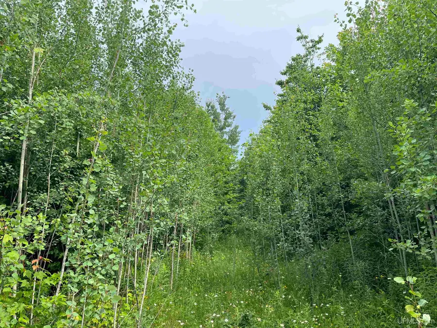 80 Acres Atherton, Trenary, MI 49891 - Image #3