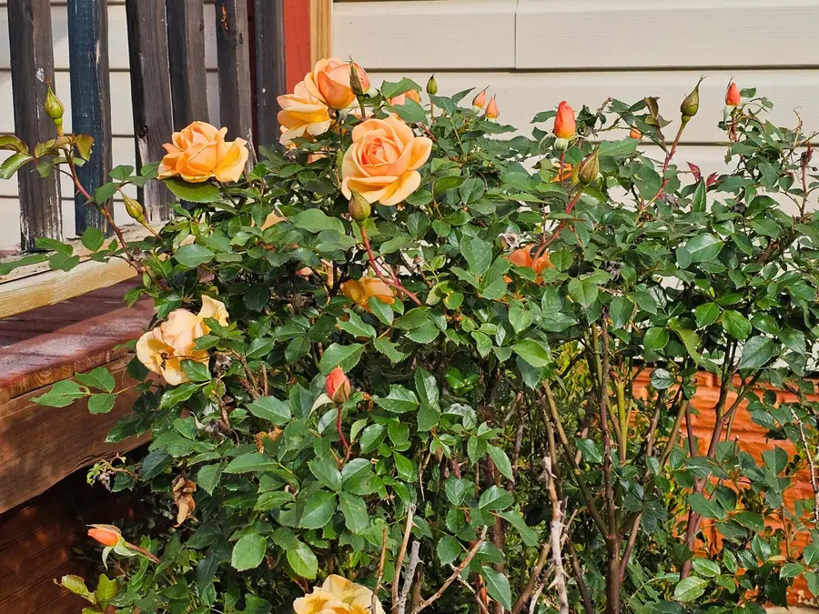 11397 Farrand, Otisville, MI 48463 - Image #3