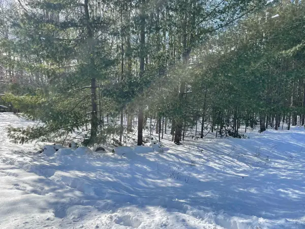 Whitetail, Alger, MI 48610