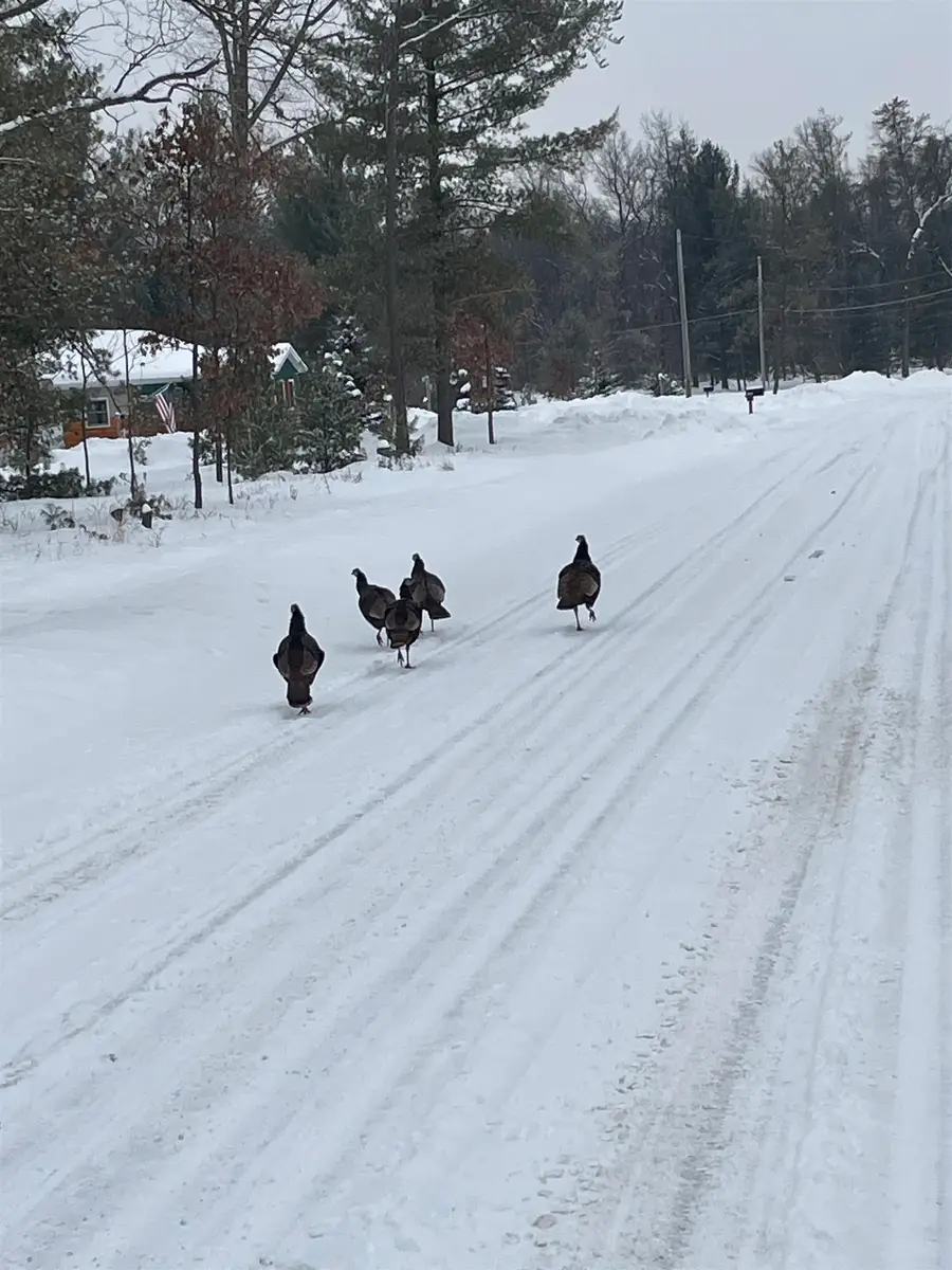 Whitetail, Alger, MI 48610 - #3