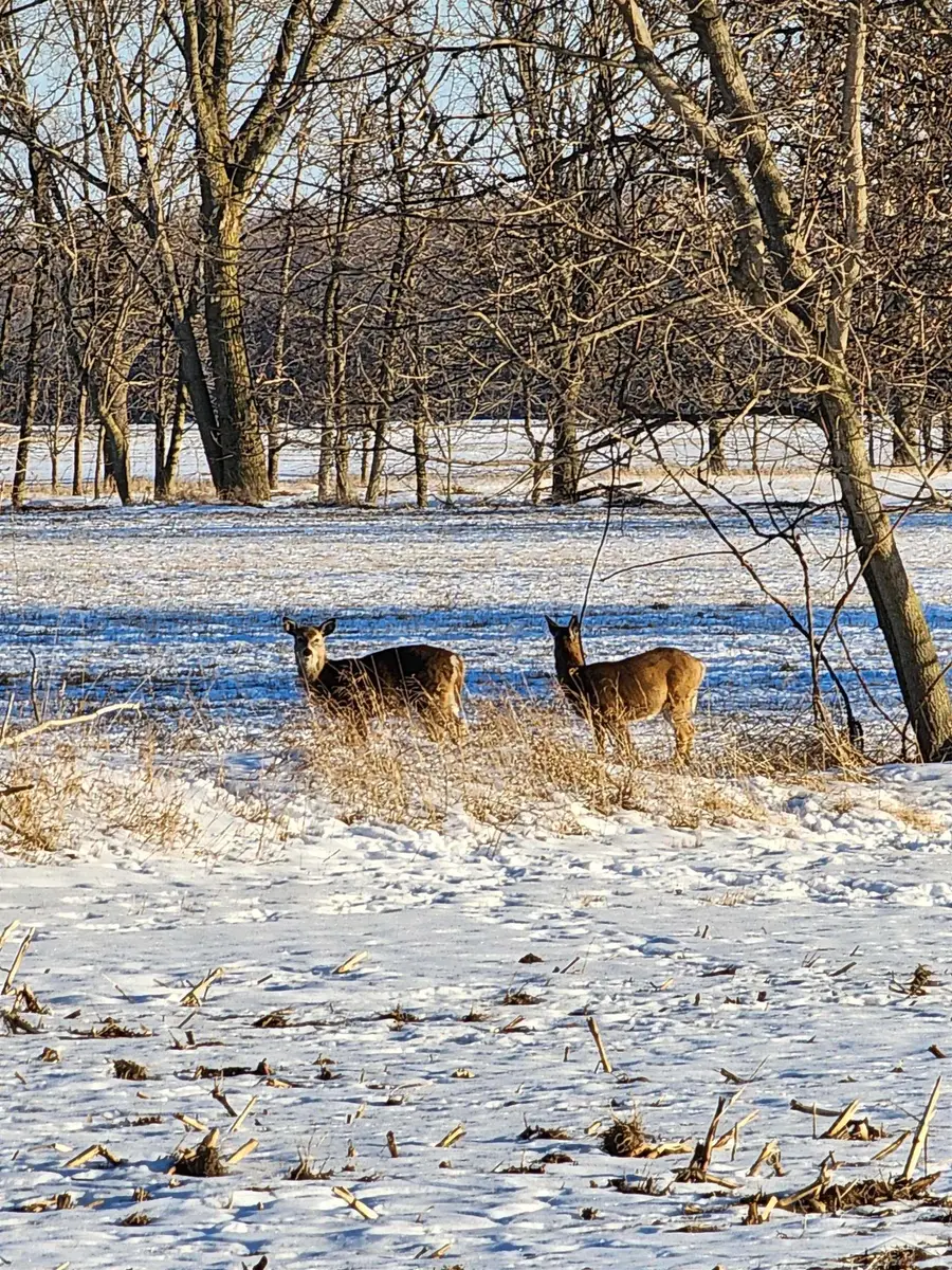 17385 Mckay, Saint Charles, MI 48655 - #3