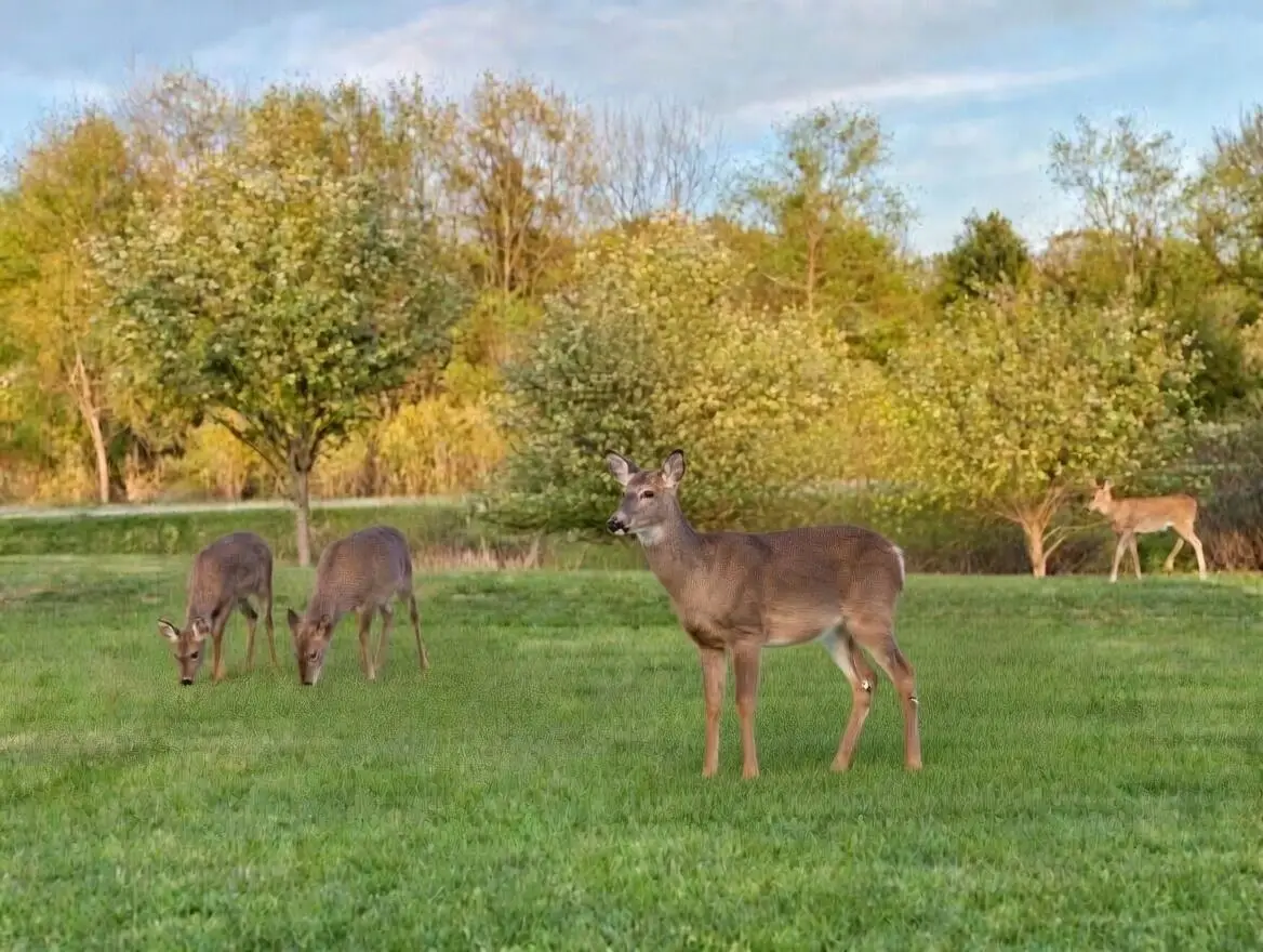 Lot 106 Winchester, Gladwin, MI 48624 - #1