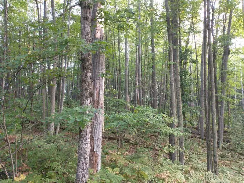 Lot 47 Blue Lake, Gladwin, MI 48624 - #1