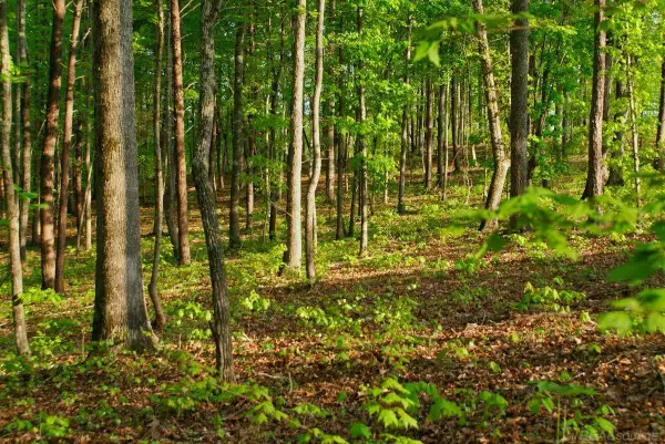 11261 21 Mile, Shelby Twp, MI 48317