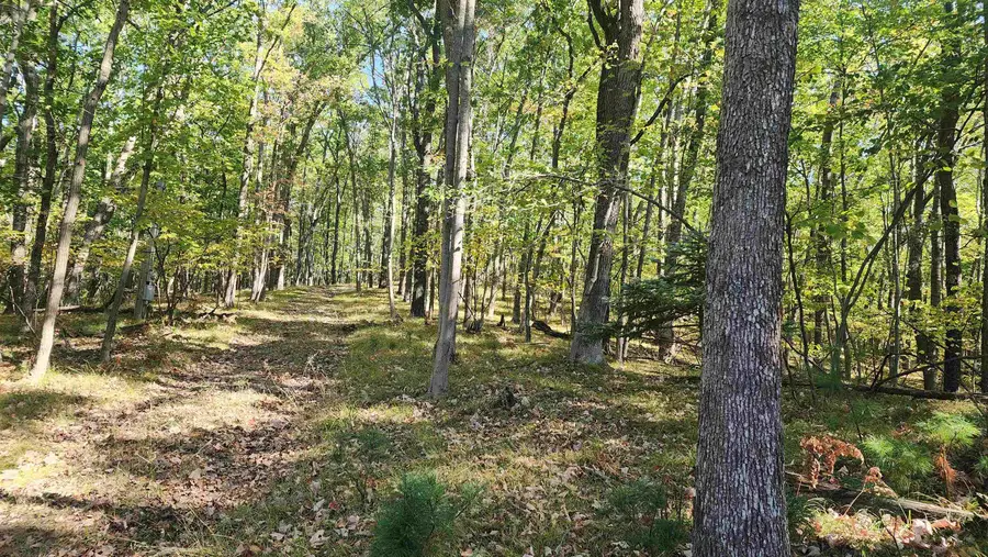 4809 White Birch, Farwell, MI 48622 - #3