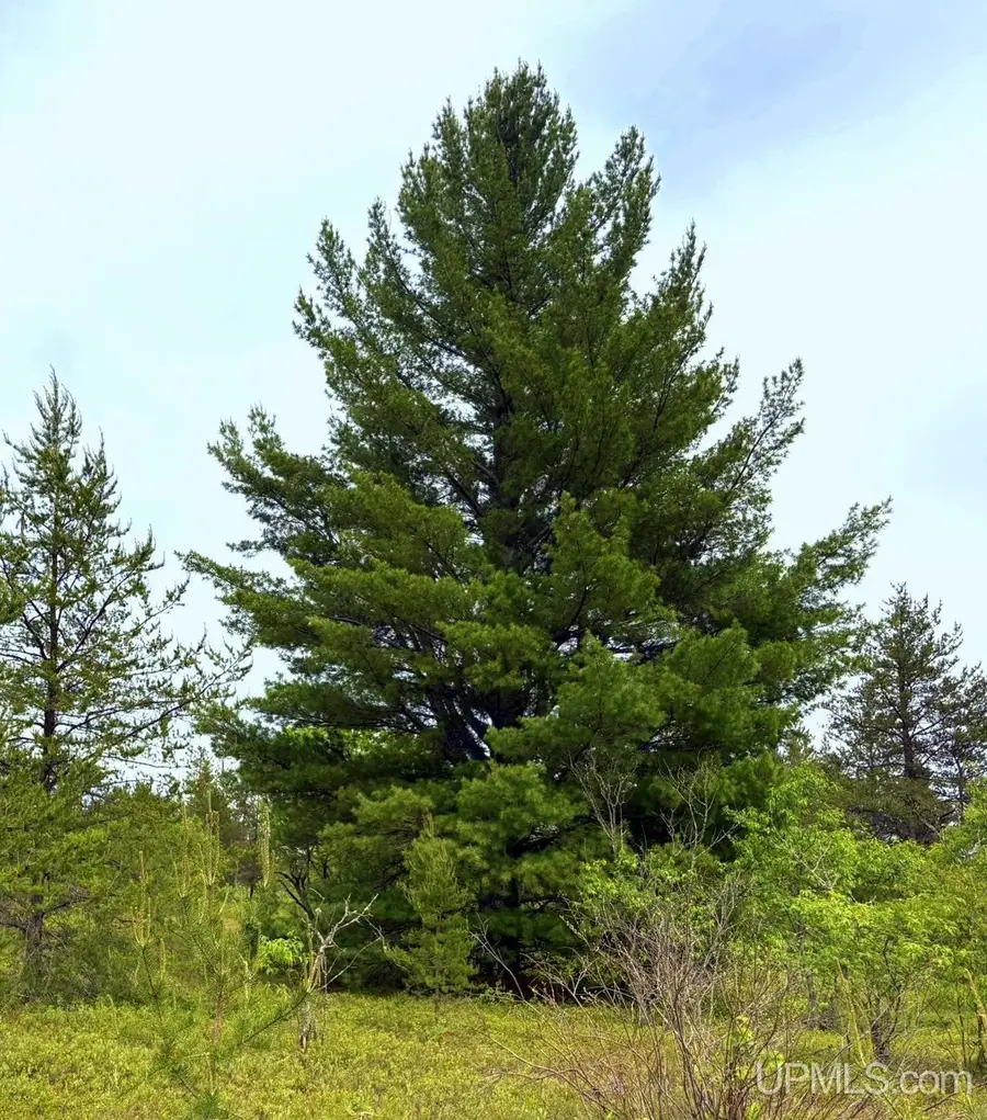 TBD Co Rd Nmu/station Rd, Gwinn, MI 49841 - #2