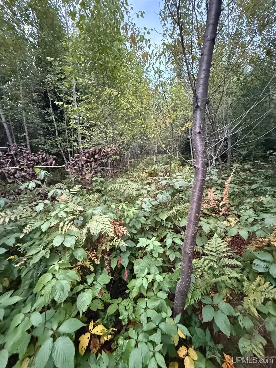 TBD Morrison Creek, Iron River, MI 49935 - #2