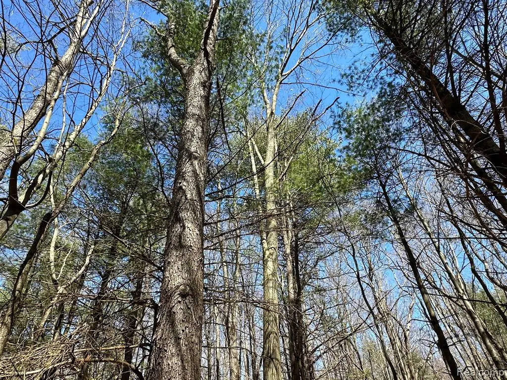 2.02 Acres VL - Knights Bridge, Leonard, MI  - Image #1