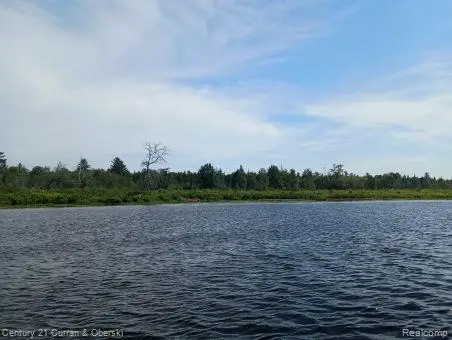 0000 Tahquamenon River (shore), McMillan, MI 49868 - Image #3