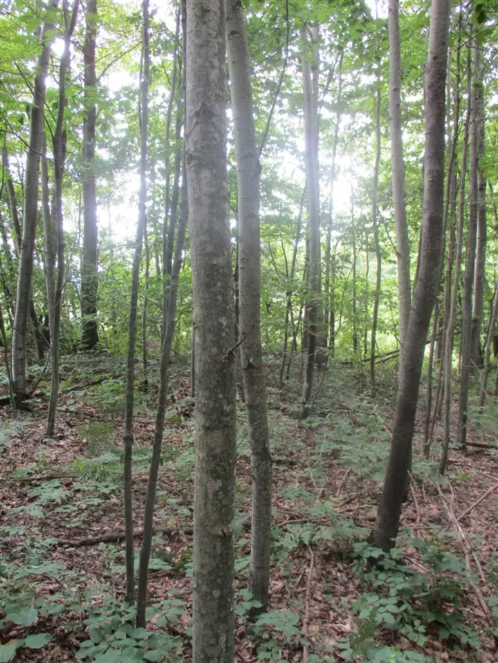 Emerald Ridge Lot #13, Onekama, MI 49675 - Image #2