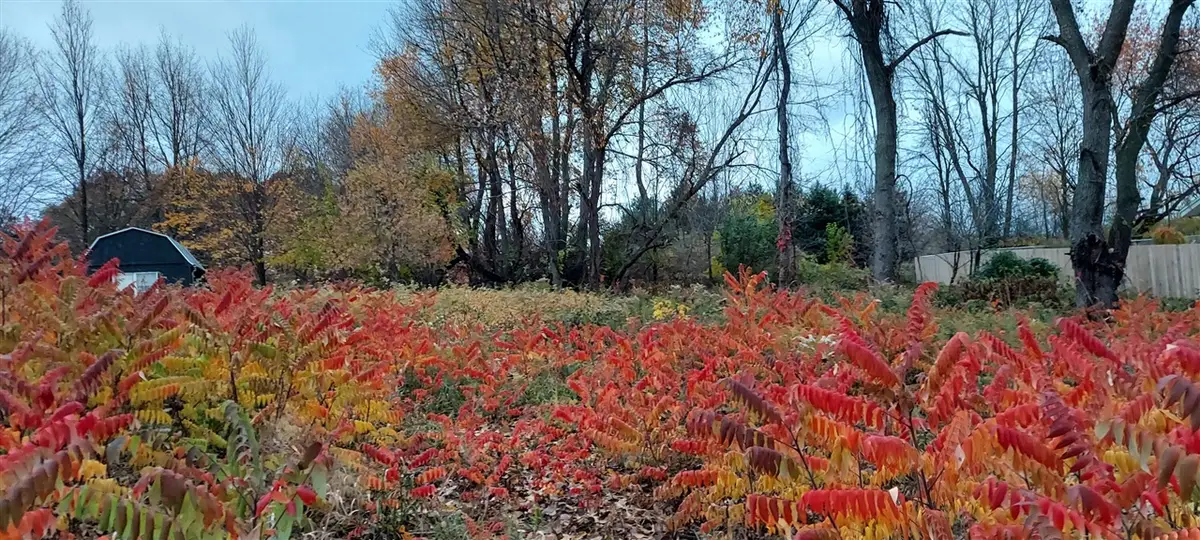 Lot 215 E Shore, Stanton, MI 48888 - Image #1