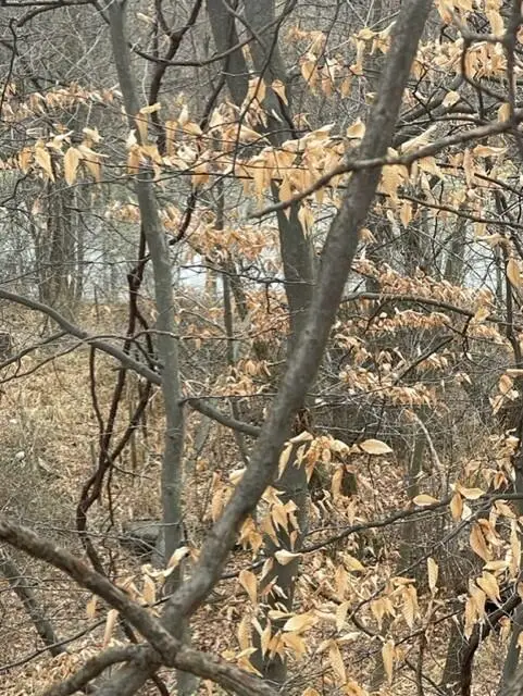 0 Wilson, Coloma, MI 49038