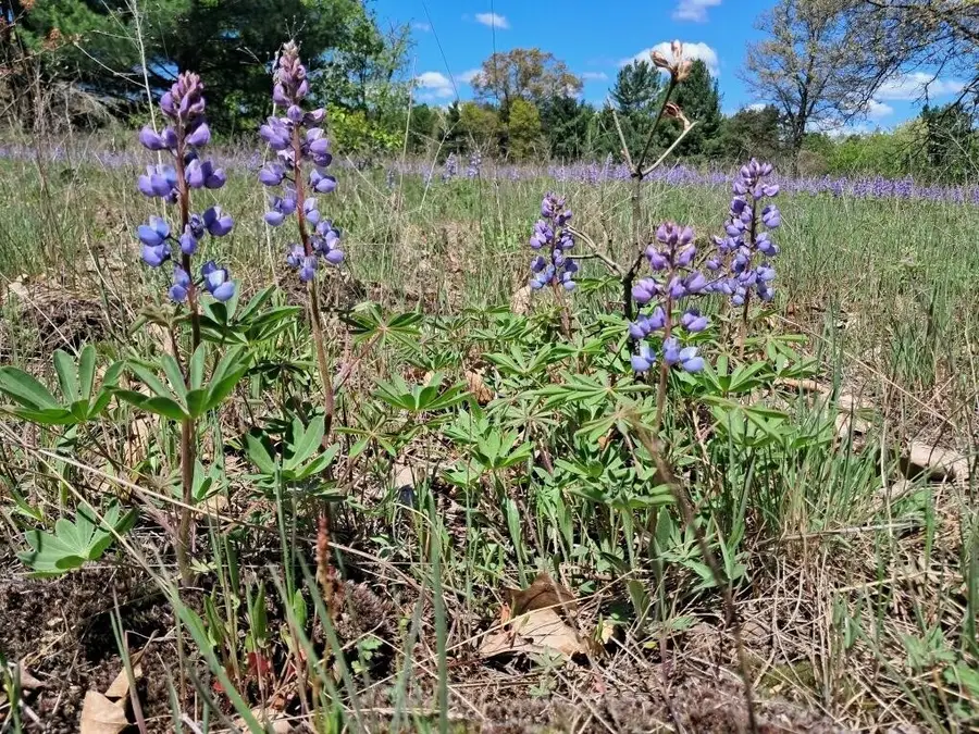 12.86AC Barberry, Newaygo, MI 49337 - Image #3