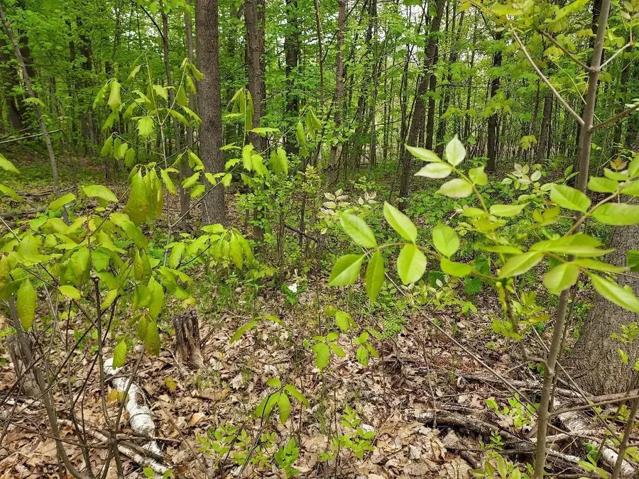 00 Buck Lane, Harrison, MI 48625 - Image #2