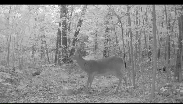 22903 Waterwheel, Pierson, MI 49339