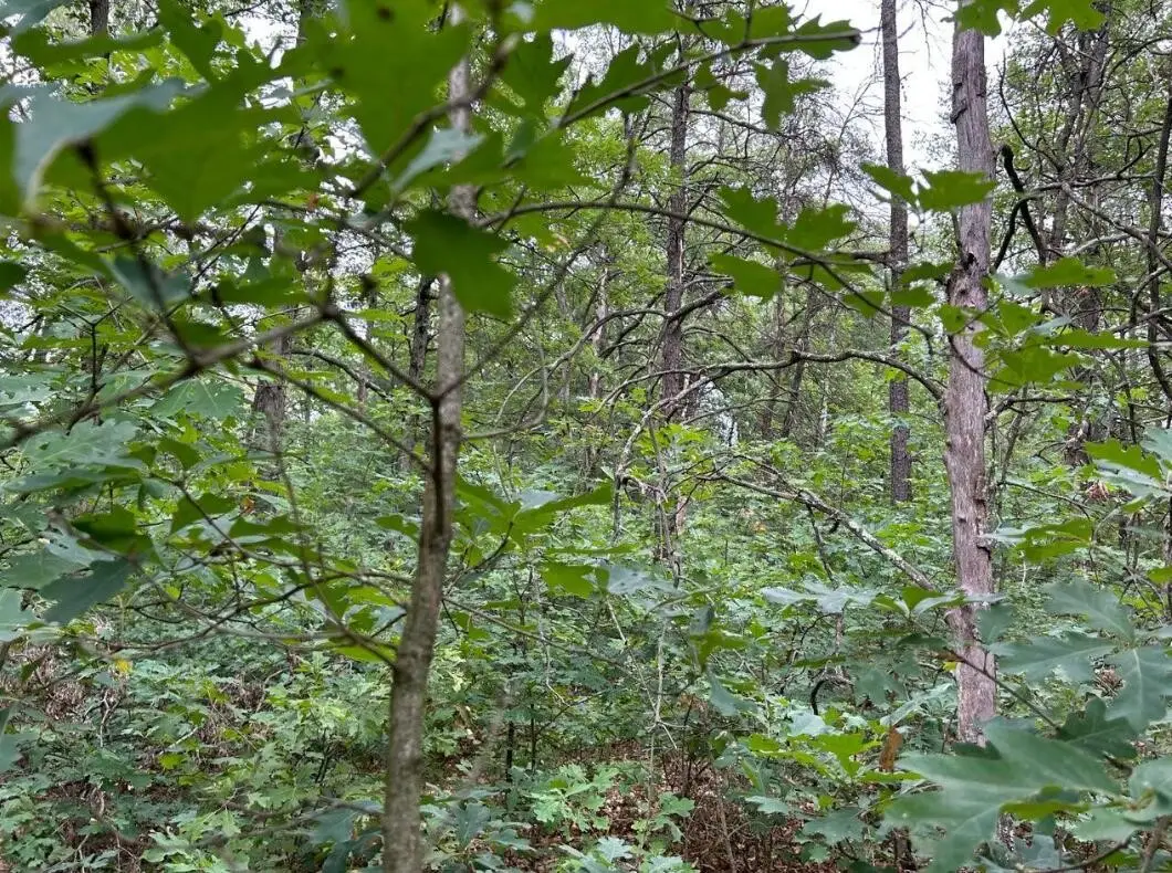 V/L W Lake Murray, Baldwin, MI 49304 - Image #1