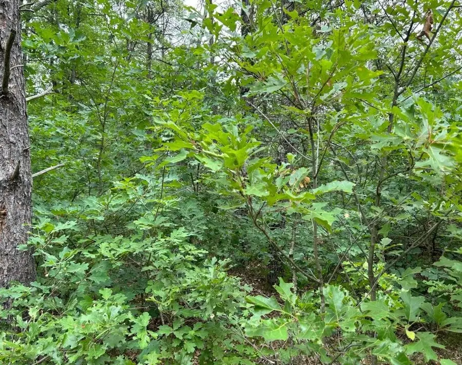 V/L W Lake Murray, Baldwin, MI 49304 - Image #2