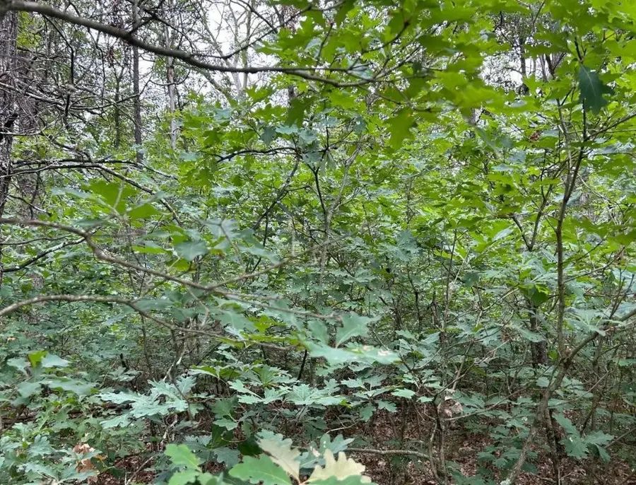 V/L W Lake Murray, Baldwin, MI 49304 - Image #3