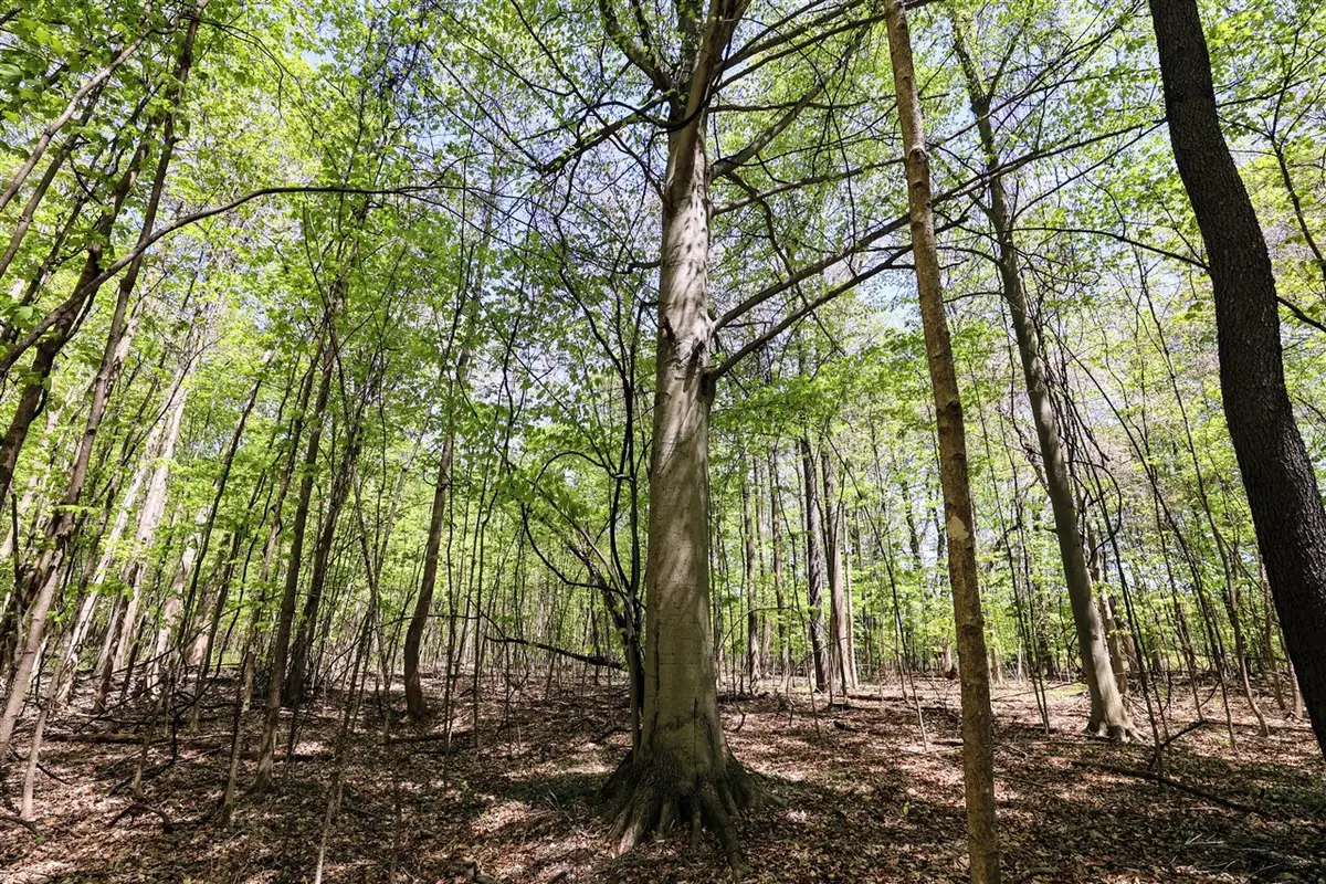 VL Benny Ct (private), Grand Junction, MI 49056 - Image #1