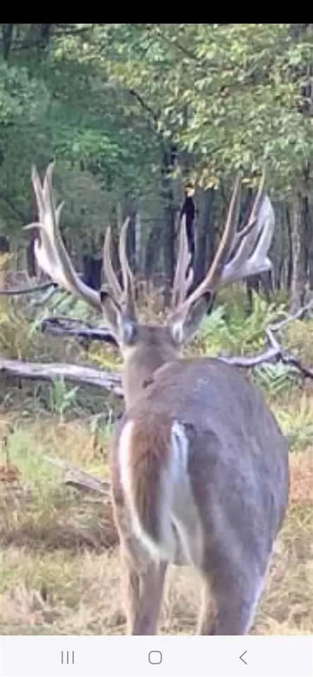 9283 Willow, Bitely, MI 49309 - Image #3