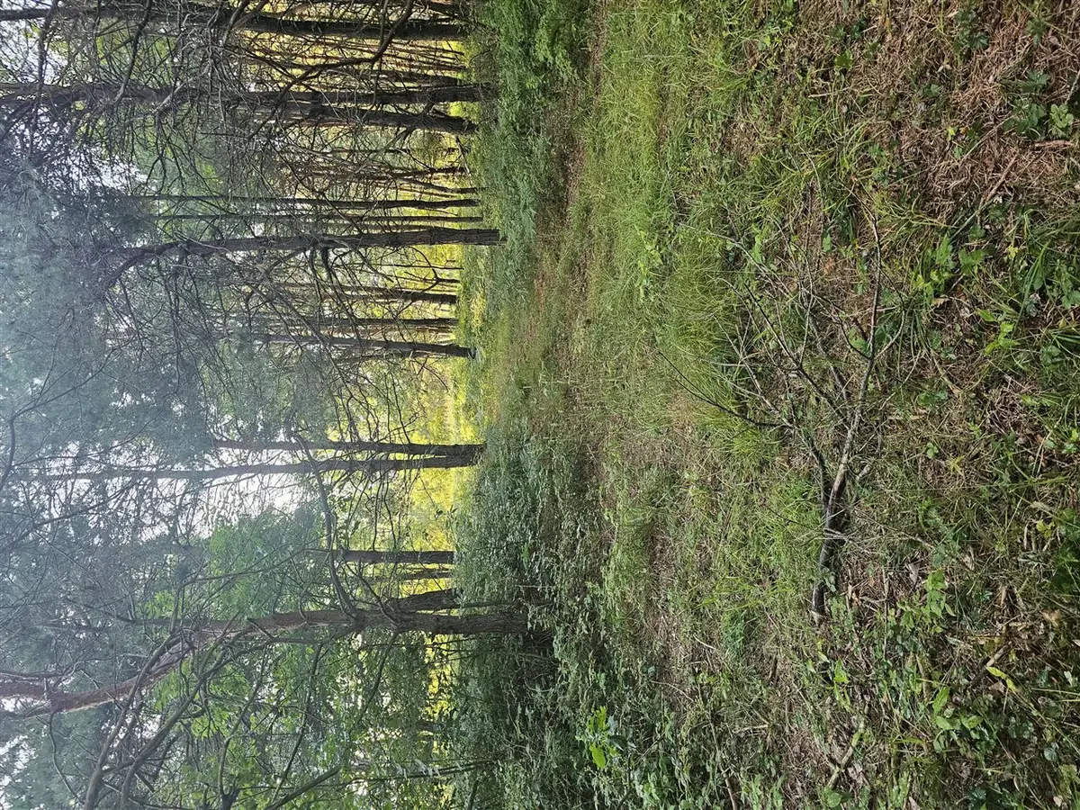 15410 Johnson, Kaleva, MI 49645 - Image #1