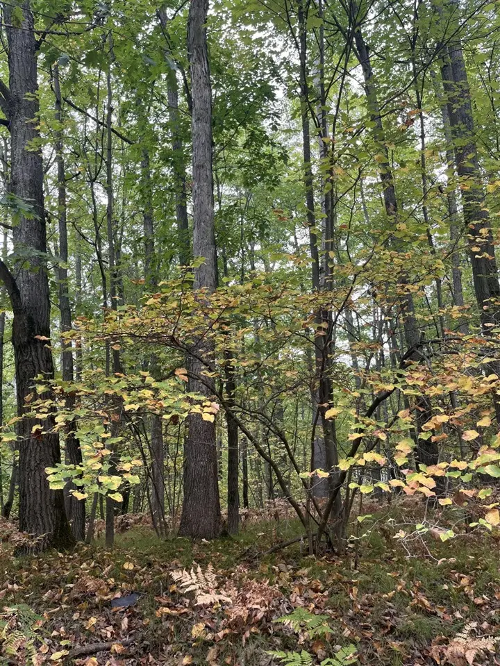 Lot 681 Elm, Farwell, MI 48622 - Image #3