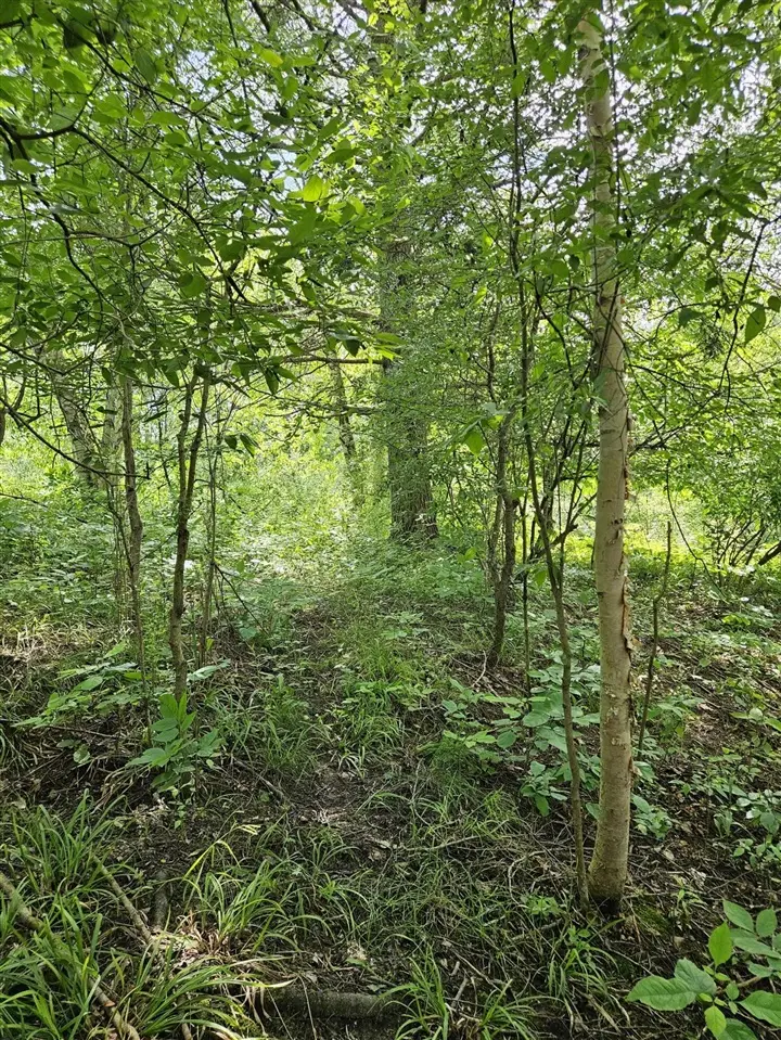 00 Sarsi, Evart, MI 49631 - Image #3