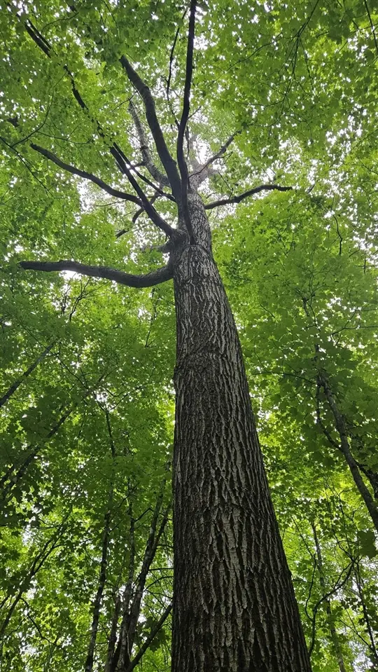 6392 Old U.s. 45, Update, MI 49969