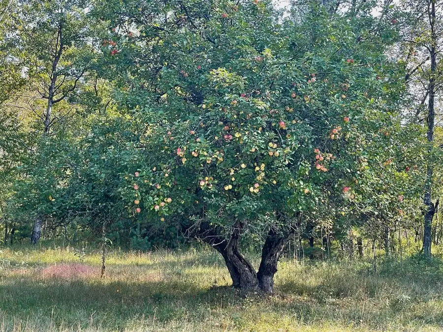 10652 N River, Irons, MI 49644 - Image #3