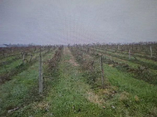 V/L Lauren Lane, Saint Joseph, MI 49085