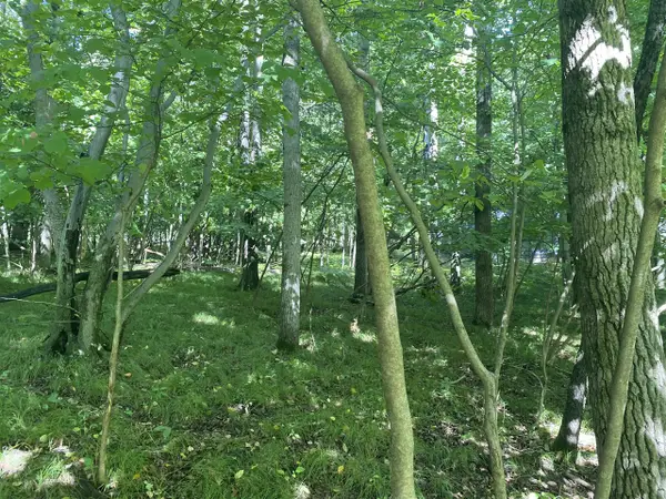 12100 Belle Isle, Stanwood, MI 49346