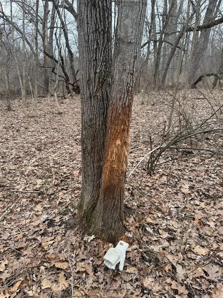 Portage, Niles, MI 49120 - #2