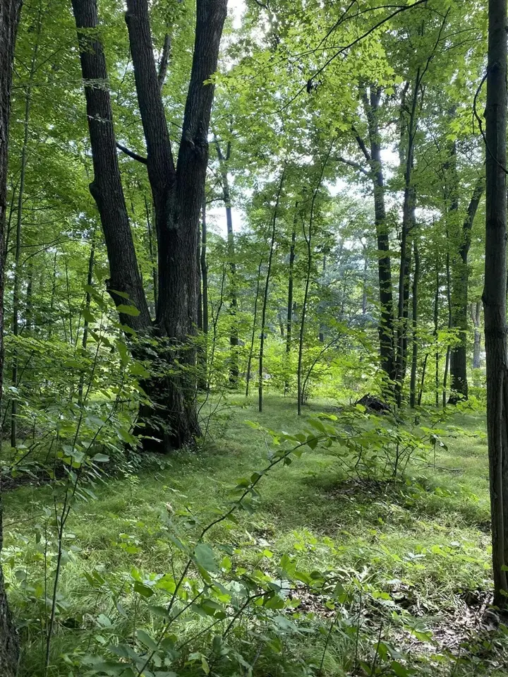 Elm, Lakeview, MI 48850 - #2