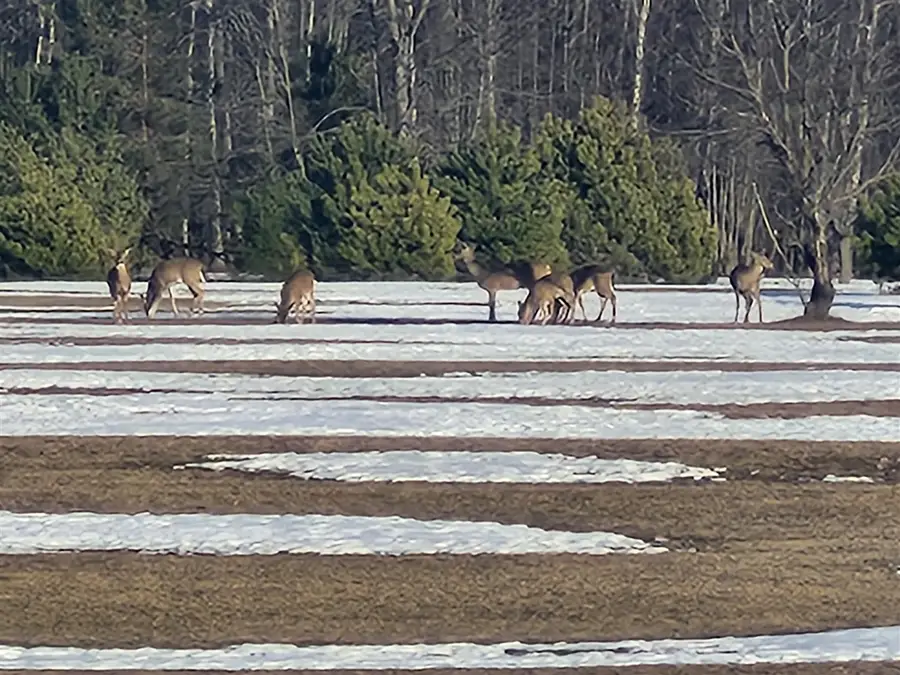 VL 5 acres 9 Mile, Kaleva, MI 49645 - #2
