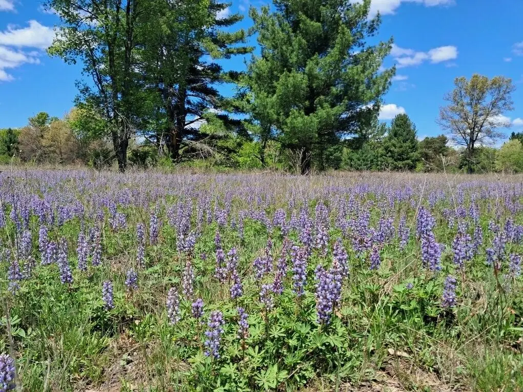 12.86AC Barberry, Newaygo, MI 49337 - #1