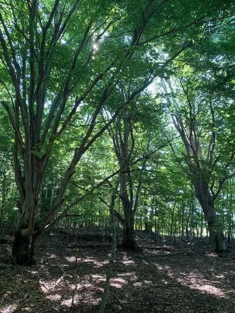Wildwood, Manistee, MI 49660 - #3