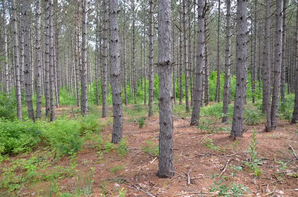 Marsh, Fife Lake, MI 49633
