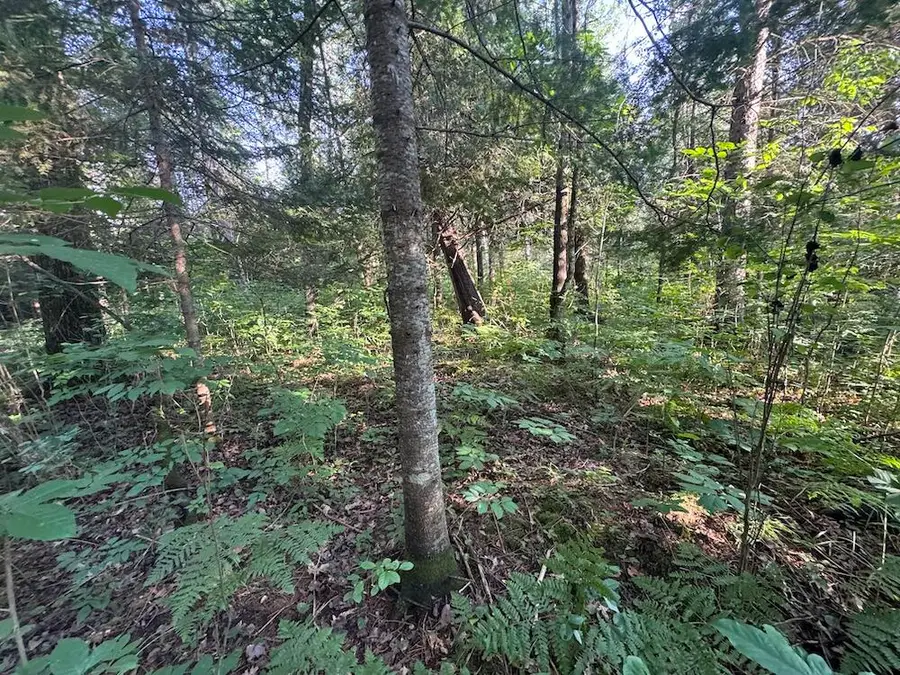 Channel Lake, West Branch, MI 48661 - #3