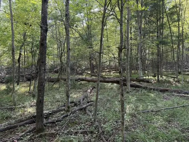 V/L Timber, Prescott, MI 48756 - #2